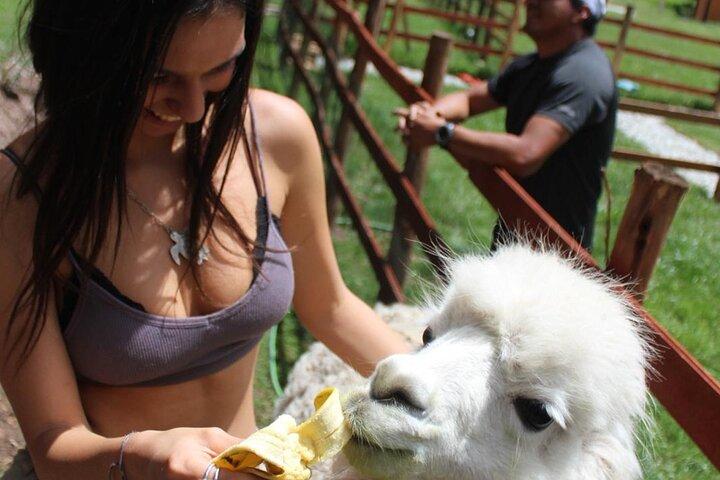 Cusco: visita el centro rescate de animales
