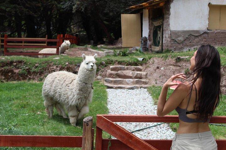 Cusco: visita el centro rescate de animales