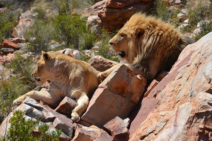 Big 5 Safari Aquila Game Tour wine tasting and Lunch