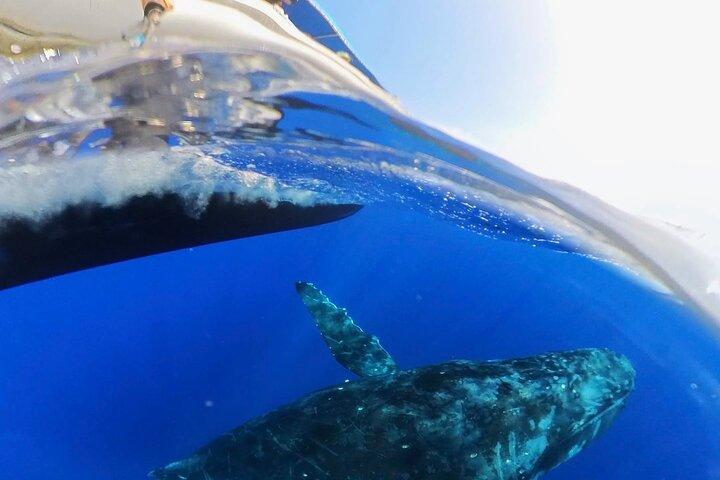 Whale Watching Tour - Big Island, Hawaii