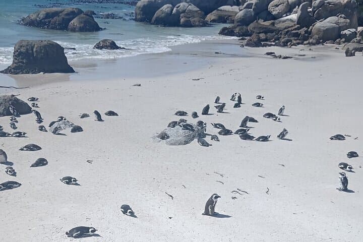 Cape Agulhas and Hermanus Day Tour Explore Africa Southern Coast