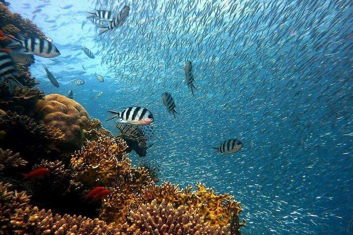 Ras Mohammed &White Island Snorkeling Cruise from Sharm El Sheikh