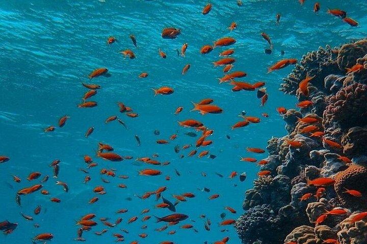 Ras Mohammed &White Island Snorkeling Cruise from Sharm El Sheikh