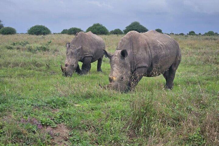 3 Days 2 Nights Masai Mara Joining Safari From Nairobi