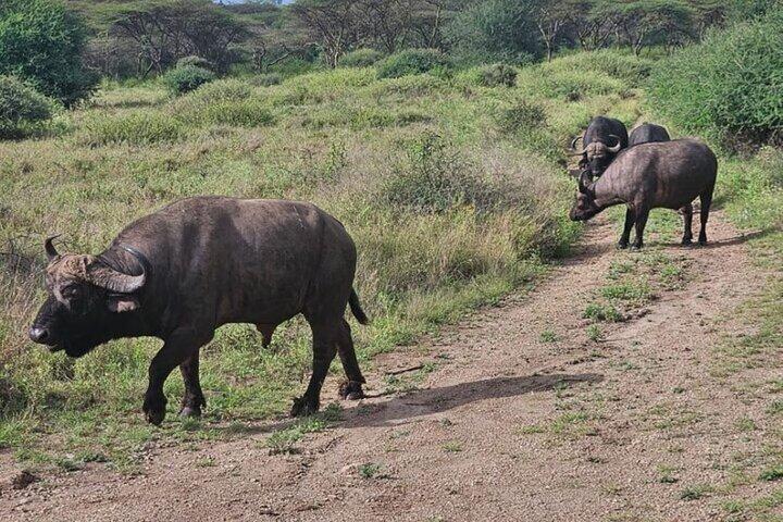 3 Days 2 Nights Masai Mara Joining Safari From Nairobi