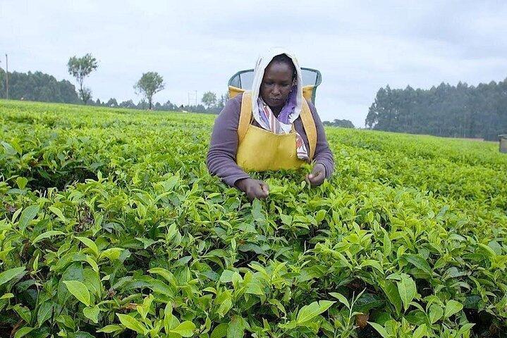 Nairobi: Kiambethu Tea Farm Tour with Lunch