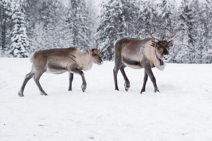 ROVANIEMI: Reindeer Farm Visit and Walking