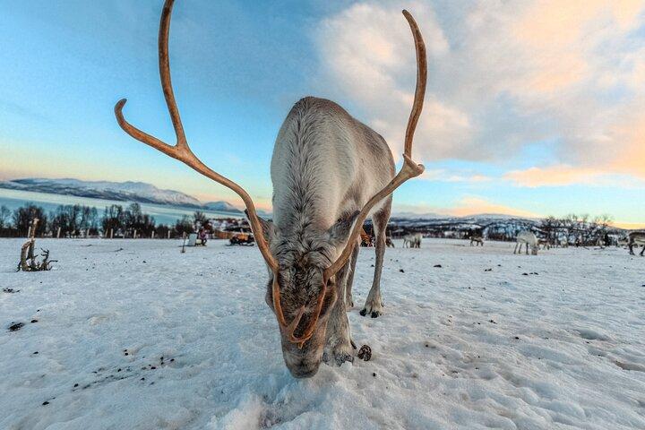 Tromso: Reindeer Feeding and Snowshoeing Tour with Lunch