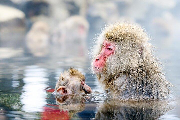 Nagano Day Tour from Tokyo Zenko Ji Temple and Snow Monkeys