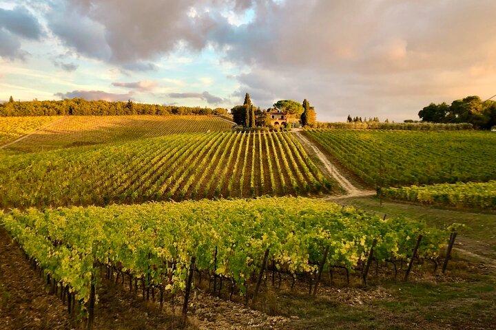 Organic Wine Tour&Tasting overlooking Chianti Classico Vineyards