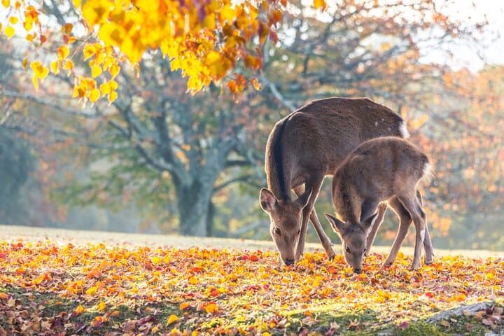Private Customizable Nara Day Tour by Car from Osaka