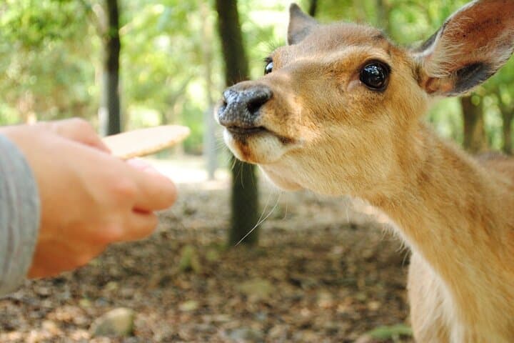 Private Customizable Nara Day Tour by Car from Osaka
