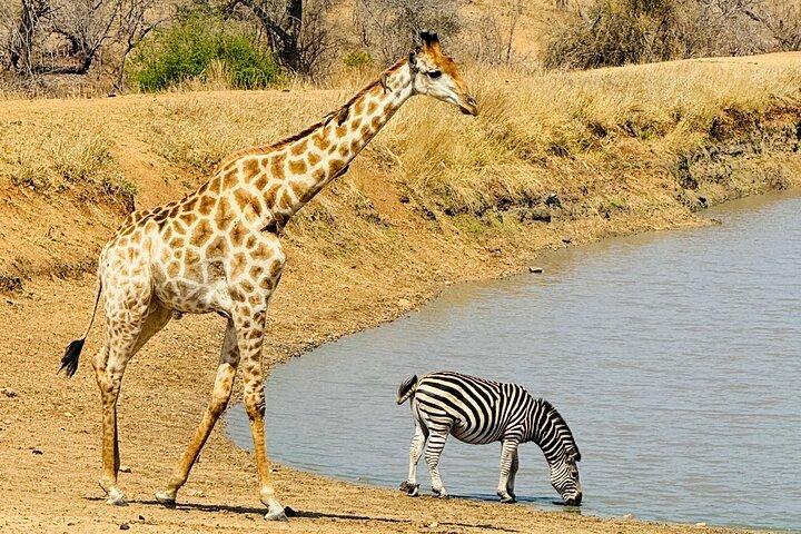 Kruger Full Day 4 by 4 Safari Guided Tour