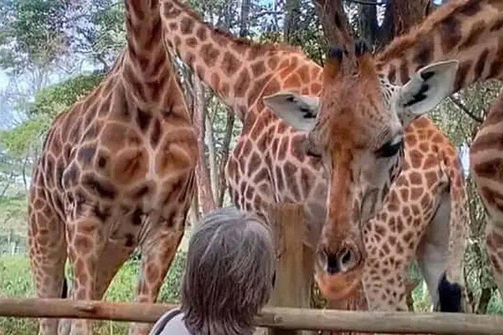 Giraffe Centre and Nairobi National Park Experience Joining Tours