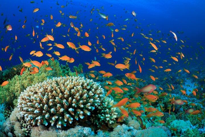 From Sharm:Dahab & Colored Canyon Jeep Safari, Snorkeling & Lunch
