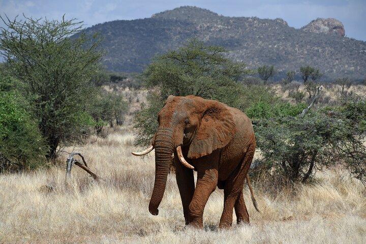 11 Day Wildlife Safari and Diani Beach