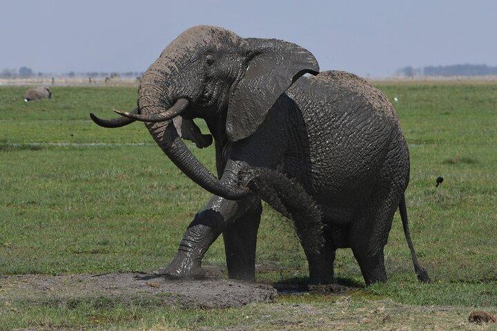 11 Day Wildlife Safari and Diani Beach