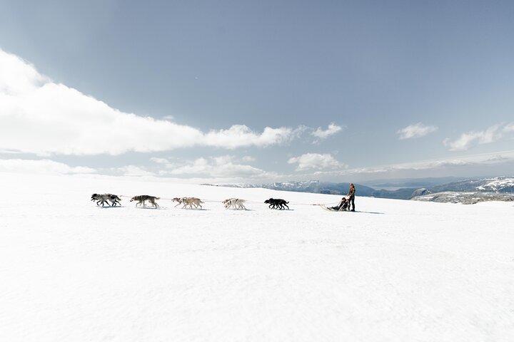 Dog Sledding Adventure in Tromsø