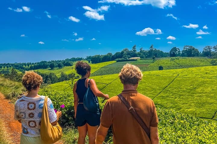 Tigoni Tea Farm Tours