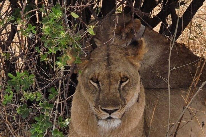 1Day Pilanesburg Big 5 safari experience
