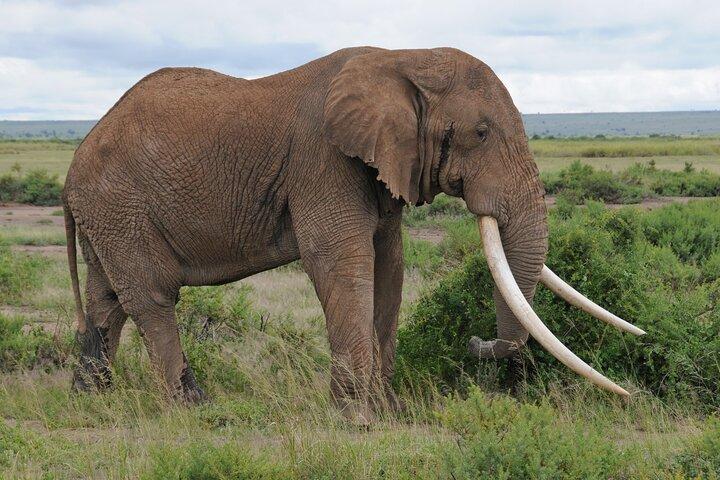3 Day Safari of Amboseli National Park