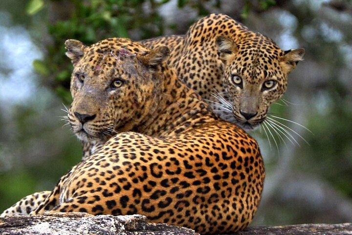 Exclusive: 2 Nights Family Treehouse Experience with Yala Safaris