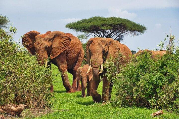 Overnight Tour Experience to Tsavo East National Park