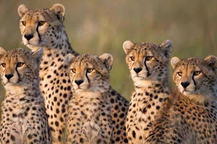 Day Tour Experience to Tsavo East National Park