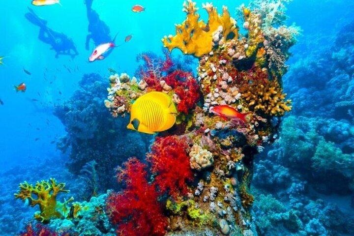 Sharm El Sheikh Ras Mohammed by Bus National Park Snorkelling