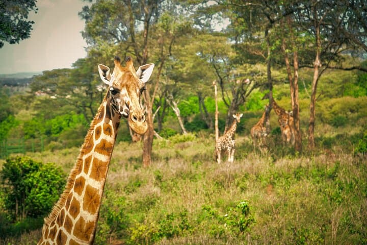 6 Day Safari to Amboseli, Tsavo West & East Explorer Tour