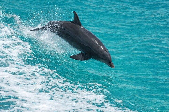 Destin Dolphin Cruise