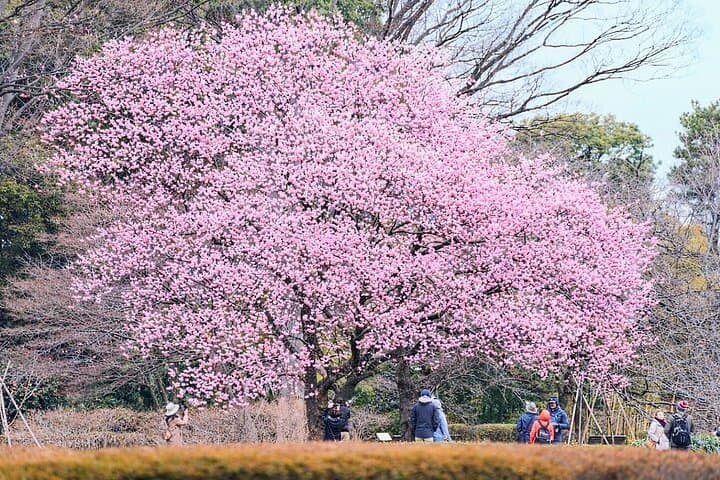 Tokyo Castle & Imperial Palace - Shogun Walking Tour
