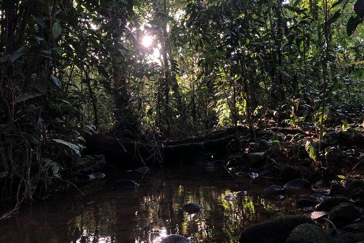 Rainforest Day Experience Day Tour in Costa Rica