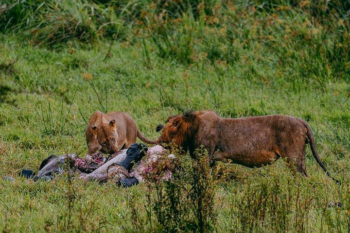 1 Day Akagera National Park Safari from Kigali