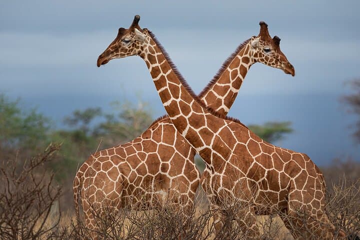 Private Tour to Giraffe Centre Adventure