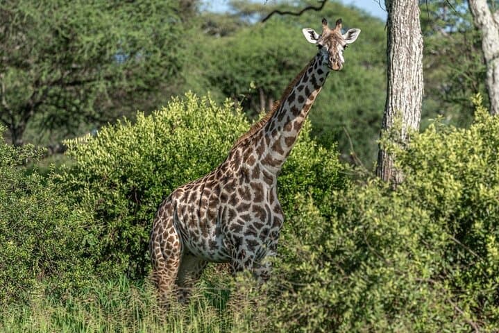 Private Tour to Giraffe Centre Adventure