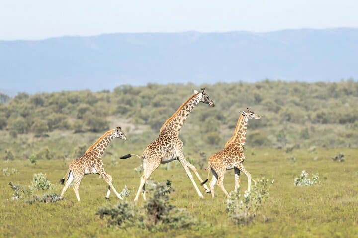 Private Tour to Giraffe Centre Adventure