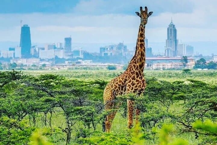 Private Tour to Giraffe Centre Adventure