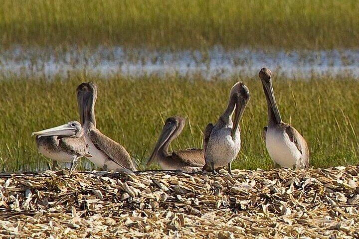 Capers Island Wildlife Exploration