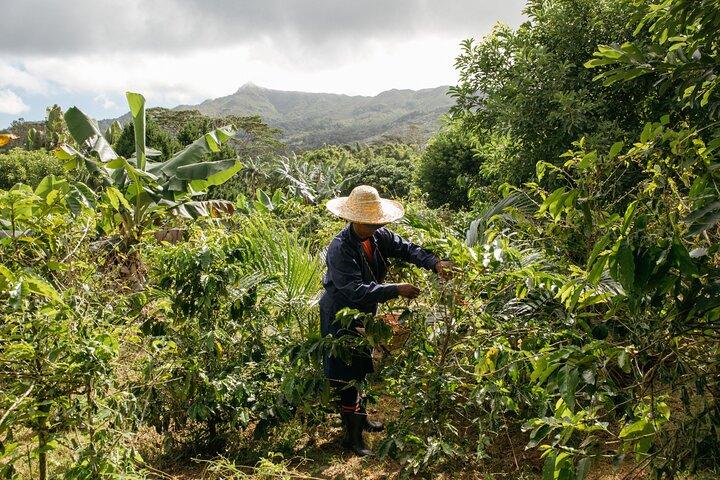 Chamarel’s Coffee Tour