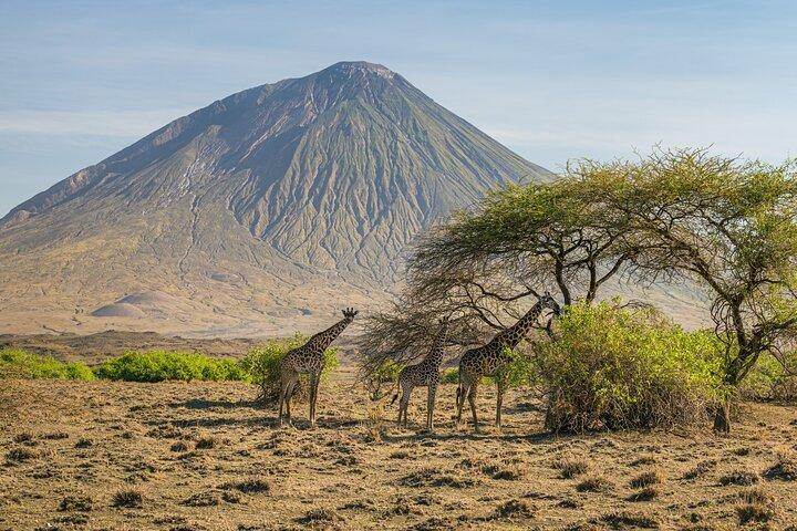 Bird Watching Expedition in Kenya