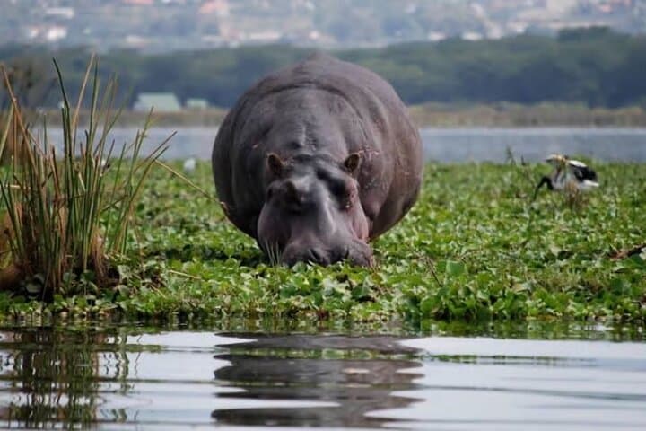 Hells Gate National Park & Lake Naivasha Boat Ride from Nairobi.