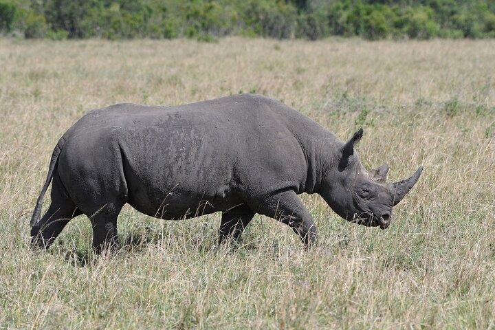 4 Day Tour of Lake Nakuru NP and Masai Mara National Reserve