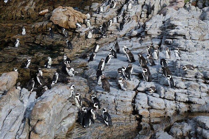Hermanus Day Tour Whale Watching and Scenic Coastal Drive