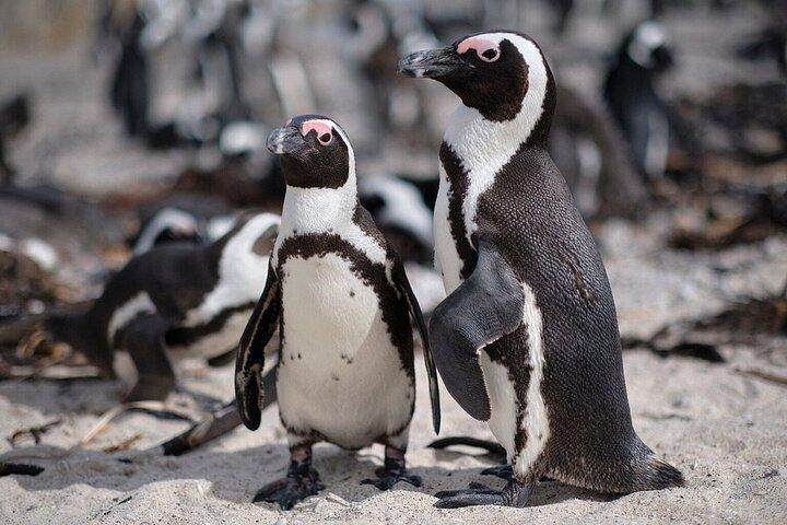 Hermanus Day Tour Whale Watching and Scenic Coastal Drive