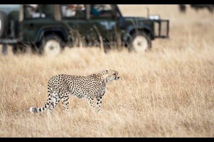 6 Day Masai Mara Lake Nakuru and Amboseli Safari Tour