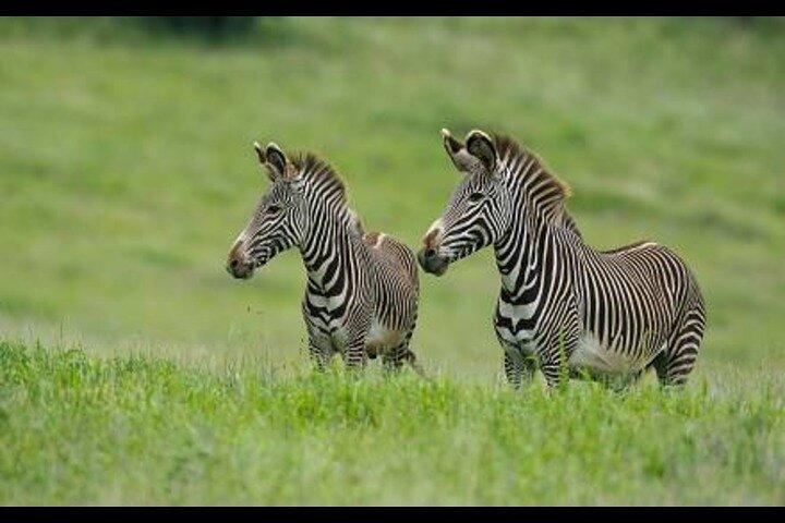 6 Day Masai Mara Lake Nakuru and Amboseli Safari Tour