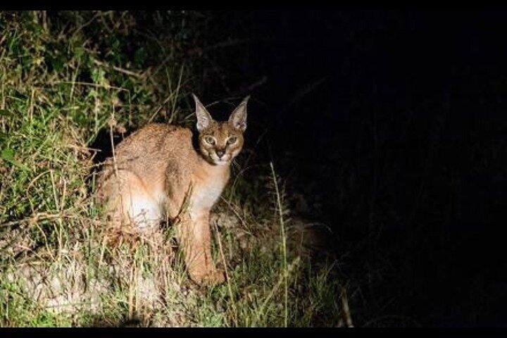 6 Day Masai Mara Lake Nakuru and Amboseli Safari Tour