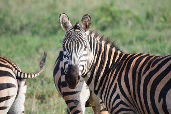 6 Day Masai Mara Lake Nakuru and Amboseli Safari Tour