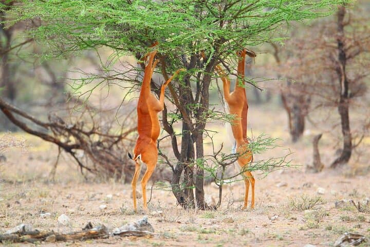 12 Day Cultural And Wilderness Experience in Kenya